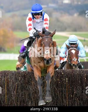 Cheltenham, Royaume-Uni. 16 novembre 2024. Il Ridoto monté par Freddie Gingell saute le dernier avant de remporter la Paddy Power Gold Cup handicap Steeple Chase 2,20 à Cheltenham Racecourse, Cheltenham photo par Paul Blake/Alamy images 16/11/2024 Banque D'Images