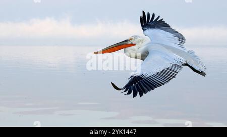 Un Pelican dalmatien adulte en vol au-dessus du lac Kerkini en Grèce Banque D'Images