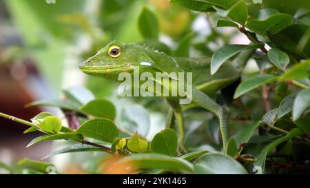 Caméléon vert pose calmement sur une brindille et des feuilles. Sa couleur de corps vert clair le rend difficile à repérer parmi le feuillage dense. Banque D'Images