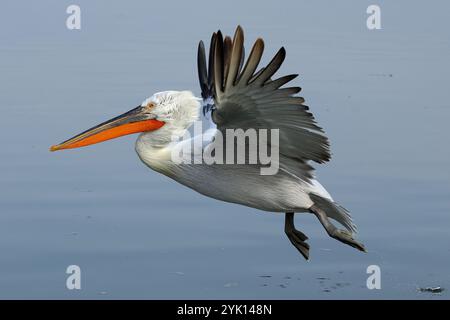 Un Pelican dalmatien adulte en vol au-dessus du lac Kerkini en Grèce Banque D'Images