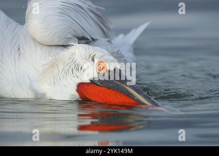 Pélican dalmatien adulte avec poche rouge et anneau orange pour les yeux Banque D'Images