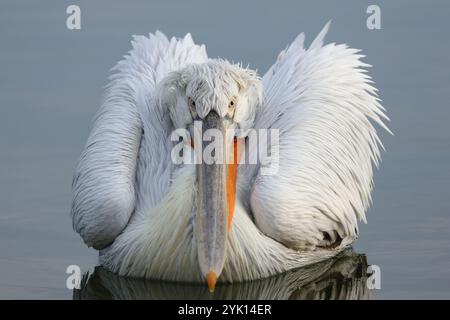 Le dalmatien adulte Pelican nage devant le photographe Banque D'Images