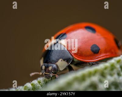 Photo macro détaillée d'une coccinelle rouge éclatante avec des taches noires rampant sur une feuille verte douce, mettant en valeur la beauté et la complexité de la nature Banque D'Images