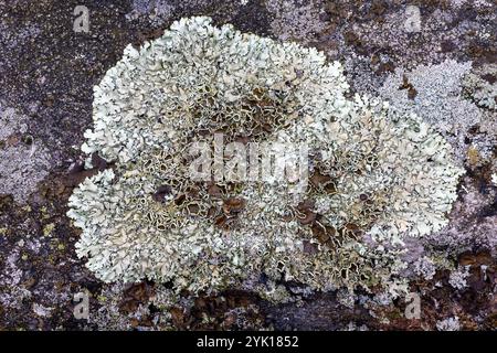 Bouclier de roche-lichens Banque D'Images