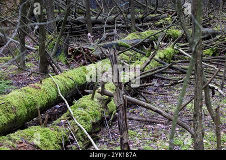 La mousse couvrait des arbres tombés Banque D'Images