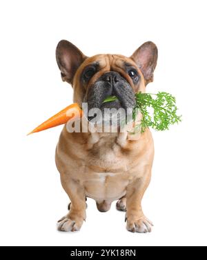 Bouledogue français mignon avec carotte fraîche sur fond blanc Banque D'Images