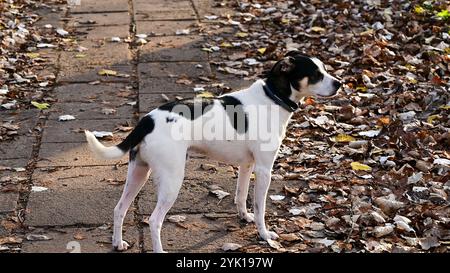 un chien noir et blanc mignon mélangé sur une promenade dans le parc à la fin de l'automne début de l'hiver Banque D'Images