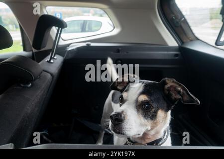 un chien noir et blanc de race mixte mignon dans le coffre d'une voiture prête à voyager Banque D'Images