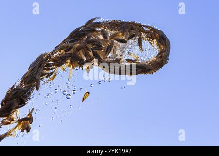 Une seule fronde de fougère morte, couverte d'une toile d'araignée, qui est couverte de rosée, scintillante comme beaucoup de bijoux ; par un matin ensoleillé contre un ciel bleu vif. Banque D'Images