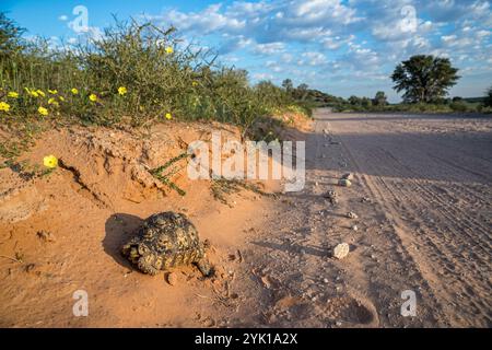 Afrique du Sud, Botswana, Parc transfrontalier de Kgalagadi, tortue léopard (Stigmochelys pardalis) au bord de la route Banque D'Images