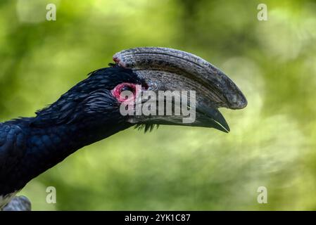Hornbill de trumpeter, bucinator de Bycanistes, oiseau avec grand bec, résident commun des forêts tropicales à feuilles persistantes du Burundi, Mozambique, Botswana, Cong Banque D'Images