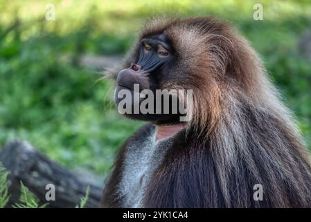 Babouin Gelada, Theropithecus gelada. Primate terrestre endémique, poilu, scène de la faune sauvage du site UNESCO de la montagne Simien, Ethiopie. Banque D'Images