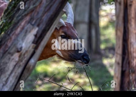 Mountain Bongo - Tragelaphus eurycerus isaaci, portrait d'une belle antilope colorée en danger critique d'extinction endémique des jungles tropicales du Kenya. Banque D'Images