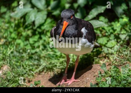 Oystercatcher eurasien (Oystercatcher pied commun, Oystercatcher paléarctique) - Haematopus ostralegus sur fond vert. Banque D'Images