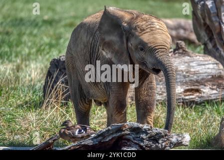 Bébé éléphant apprenant à manger de l'herbe dans la savane dans le parc national d'Amboseli, Kenya, Afrique de l'est Banque D'Images