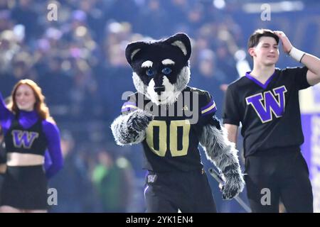 Seattle, Washington, États-Unis. 15 novembre 2024. = pendant le match de football de la NCAA entre les Bruins de l'UCLA et les Huskies de Washington à Seattle, Washington. Washington a battu UCLA 31-19. Steve Faber/CSM/Alamy Live News Banque D'Images