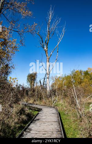 Sentier de promenade en bois à Delaurier Homestead au parc national de la pointe Pelée à Leamington, Ontario, Canada Banque D'Images