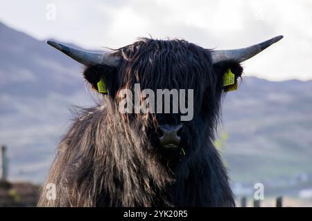 Highland Cow sur l'île de Skye, en Écosse Banque D'Images