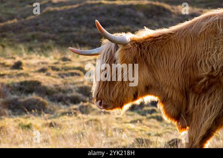 Highland Cow sur l'île de Skye, en Écosse Banque D'Images