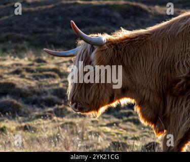 Highland Cow sur l'île de Skye, en Écosse Banque D'Images