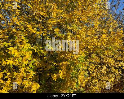 ÉRABLE DE CHAMP Acer campestre aux couleurs d'automne. Photo : Tony Gale Banque D'Images