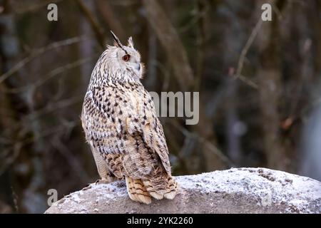 Hibou aigle de sibérie occidentale (Bubo bubo sibiricus) assis sur un rocher enneigé dans la forêt dans un coucher de soleil coloré Banque D'Images