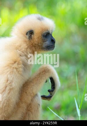 Le gibbon jaune Nomascus gabriellae est assis sur l'herbe et regarde au loin Banque D'Images