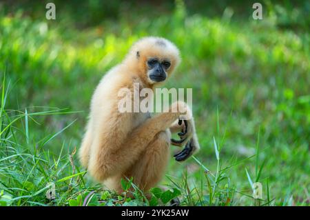 Gibbon jaune Nomascus gabriellae est assis sur l'herbe et regarde la caméra Banque D'Images