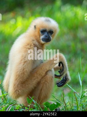 Gibbon jaune Nomascus gabriellae est assis sur l'herbe et regarde la caméra en gros plan Banque D'Images