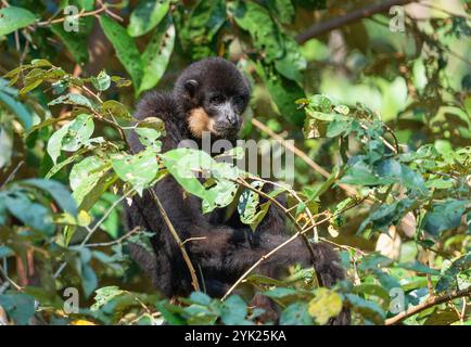 gibbon Nomascus gabriellae est assis sur une branche d'arbre parmi les feuilles Banque D'Images