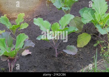 Les semis de chou sont plantés dans le jardin du village. Culture de légumes dans le jardin de chalet. Journée ensoleillée. Banque D'Images