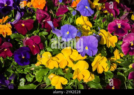 Violet, orange, violet, jaune et rouge foncé Viola - fleurs violettes au printemps. Banque D'Images