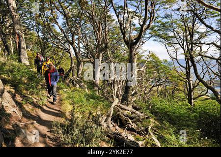 Forêt de hêtres de Lenga (Nothofagus pumilio), baie de Wulaia, île Navarino, Terre de feu, Patagonie, Chili, Amérique du Sud Banque D'Images