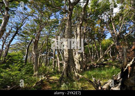Forêt de hêtres de Lenga (Nothofagus pumilio), baie de Wulaia, île Navarino, Terre de feu, Patagonie, Chili, Amérique du Sud Banque D'Images