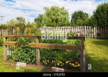 Plantes mixtes de légumes et de fruits, y compris Lycopersicon esculentum - tomate, Tagetes jaunes - fleurs de Marigold poussant dans le potager de l'arrière-cour. Banque D'Images