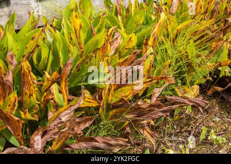 Gros plan de plantes mixtes, y compris Hosta avec des feuilles fanées séchées et brunes tournées en raison du manque d'arrosage et des dommages causés par les insectes à la frontière en été. Banque D'Images