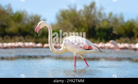 Vue latérale d'un flamant rose (Phoenicopteridae) pataugant dans l'eau, un groupe de flamants roses en arrière-plan, angle bas, 16:9 Banque D'Images