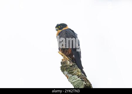 Beau faucon de chauve-souris (Falco rufigularis) perché au sommet d'un arbre mort tôt le matin Banque D'Images