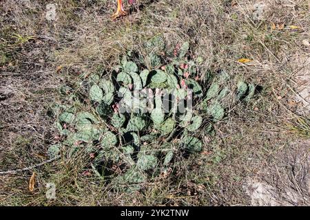 Cactus de barbarie de l'est poussant à Delaurier Homestead au parc national de la pointe Pelée à Leamington, Ontario, Canada Banque D'Images