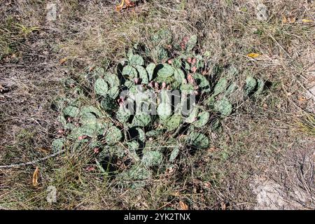 Cactus de barbarie de l'est poussant à Delaurier Homestead au parc national de la pointe Pelée à Leamington, Ontario, Canada Banque D'Images