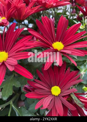 Fleurs de chrysanthème avec des pétales rouges audacieux et des centres jaunes frappants, nichées parmi des feuilles vertes luxuriantes. Idéal pour les arrière-plans floraux, les thèmes de jardin Banque D'Images