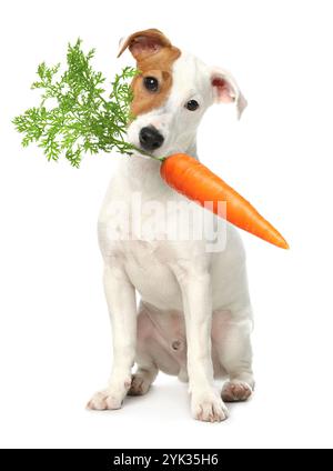 Mignon Jack Russell terrier avec carotte fraîche sur fond blanc Banque D'Images