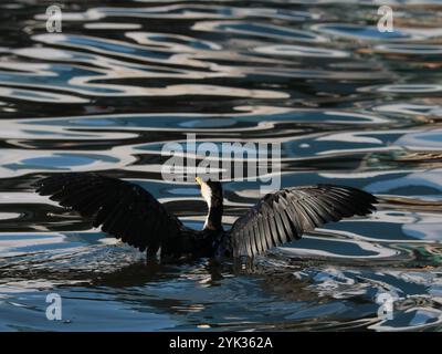 Cormorant assis et ensoleillé lui-même Banque D'Images