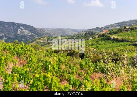 Vignobles autour d'Omodos, montagnes Troodos, Chypre, mer Méditerranée orientale Banque D'Images