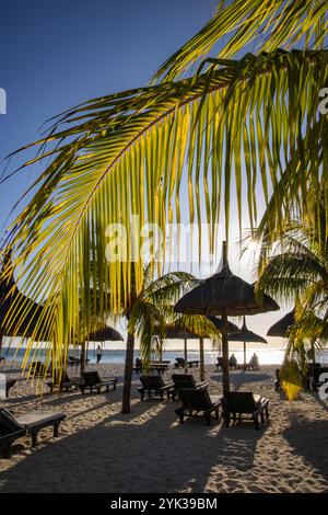 Cocotiers, chaises longues et parasols en chaume sur la plage du Dinarobin Beachcomber Golf Resort Banque D'Images