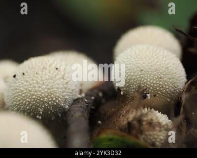 Grappe de champignons puffball nichés sur le sol forestier, mettant en valeur leurs surfaces texturées et leur arrangement naturel Banque D'Images