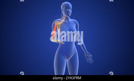Nerfs moteurs pour le mouvement musculaire Banque D'Images
