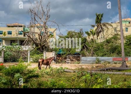 Comme la plupart des habitants de l'île, ceux qui vivent dans la ville côtière de Loiza, Porto Rico se retrouvent encore à nettoyer après les tempêtes. Non seulement l'ouragan Maria a endommagé la ville, mais il a détruit les barrières naturelles qui empêchent les eaux de monter et d'endommager continuellement les routes côtières. Ici, six mois après l'ouragan Maria, les habitants sont toujours privés d'électricité. Photo USDA de Preston Keres Banque D'Images