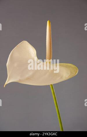 Pichet avec le nom scientifique (Zantedeschia aethiopica). Plante ornementale capturée avec un fond neutre. Banque D'Images