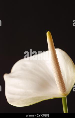 Pichet avec le nom scientifique (Zantedeschia aethiopica). Plante ornementale capturée avec un fond noir neutre. Banque D'Images